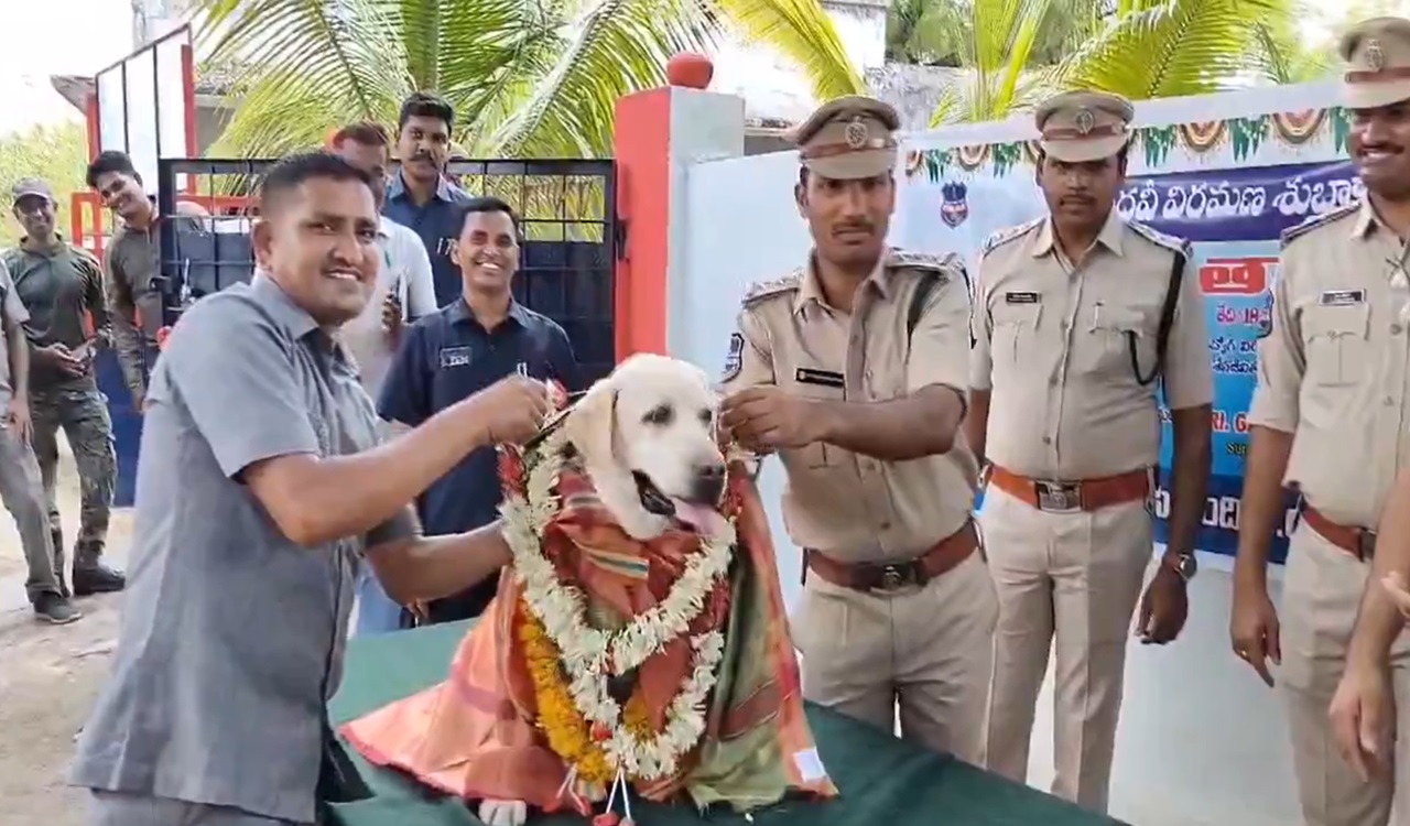 sniffer dog