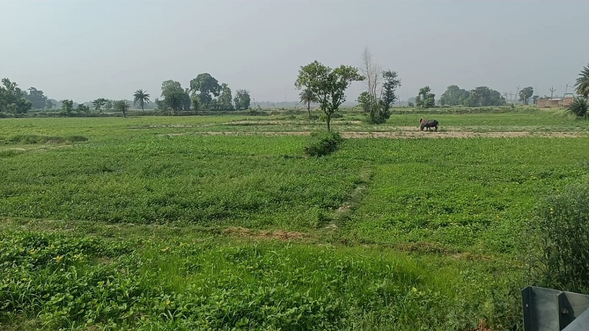 कोसी इलाके में खेत में लगी अरहर की फसल.