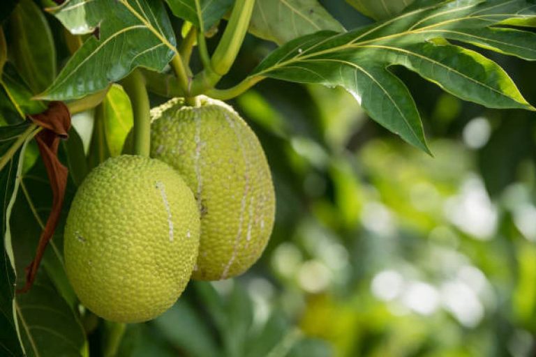 Bad Luck Tree for Home: घर पर नहीं आनी चाहिए इन पेड़ों की छाया, अंधकार से भर जाता है जीवन