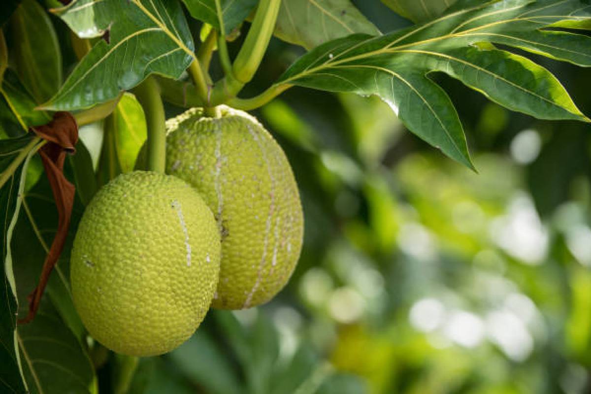 Jackfruit tree