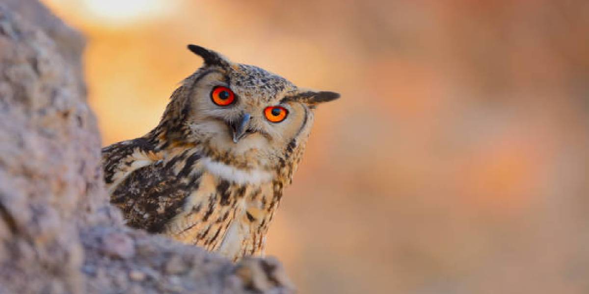 owl statue in home or office