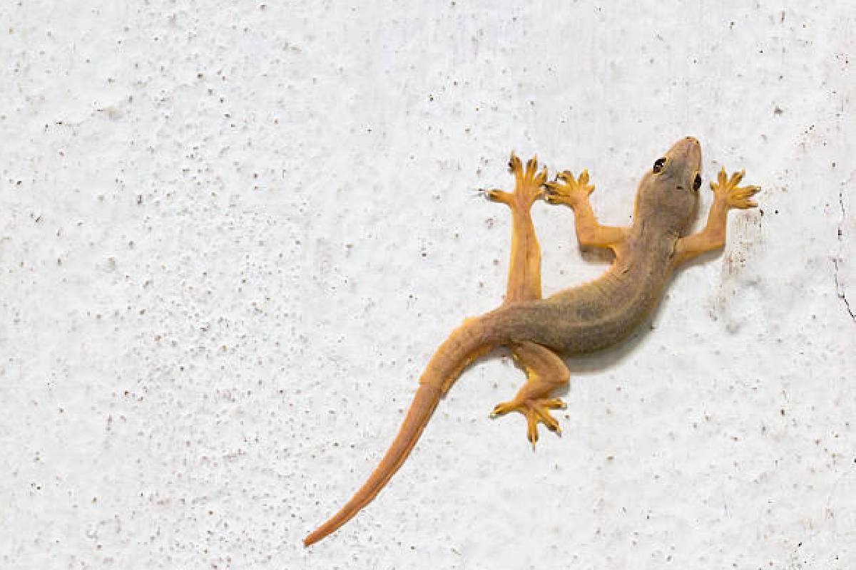 Lizard Repellent Home Remedies