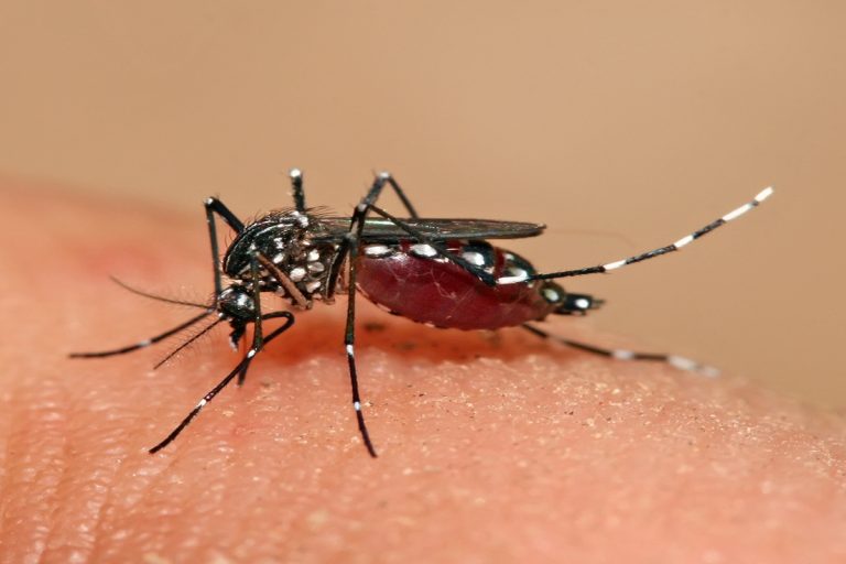 Dengue In Monsoon : मानसून में बढ़ जाता है डेंगू का संक्रमण,जाने बचाव के तरीके