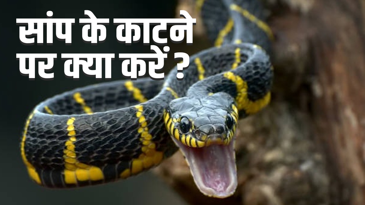 What to do in case of snake bite