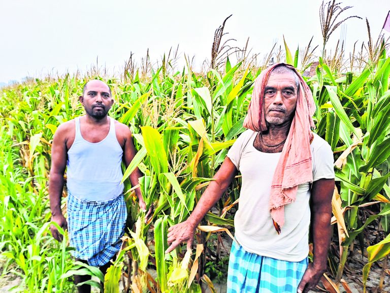 मक्के में नहीं आया दाना, चिंता में किसान