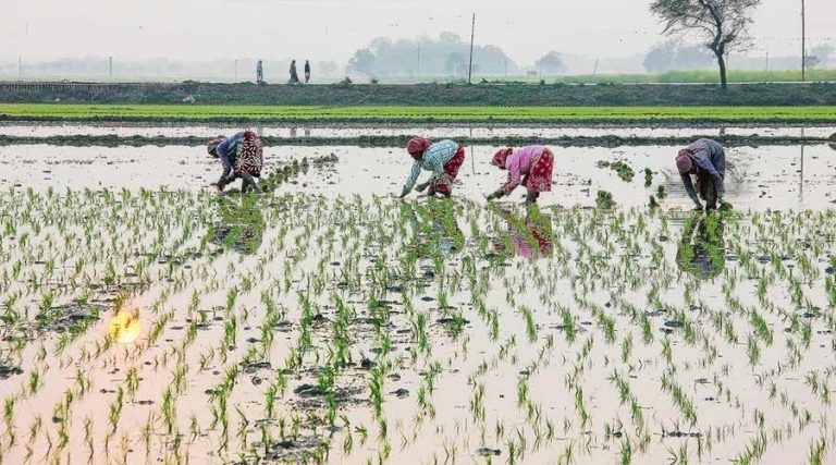 बारिश ने बुझाई खेतों की प्यास तो  बंध गई किसानों की  आस