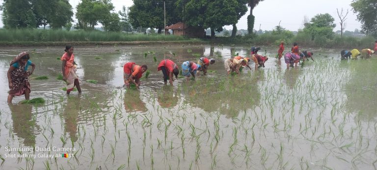 शुरू हुई धान की रोपनी, रोहण नक्षत्र में डाला गया था बिचड़ा