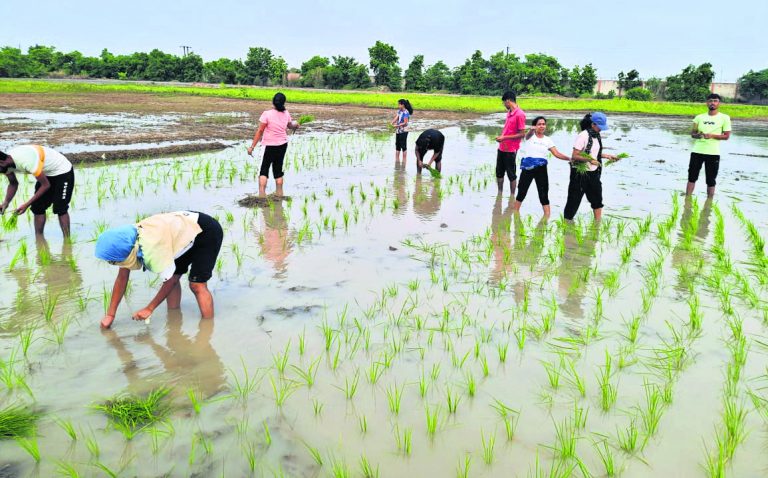 किसान के रूप में नजर आये सीयूएसबी के स्टूडेट्स, की धान की रोपनी