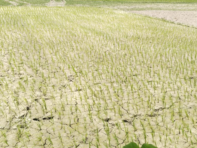 बारिश की कमी से धान के खेतों में पड़ने लगी दरारें