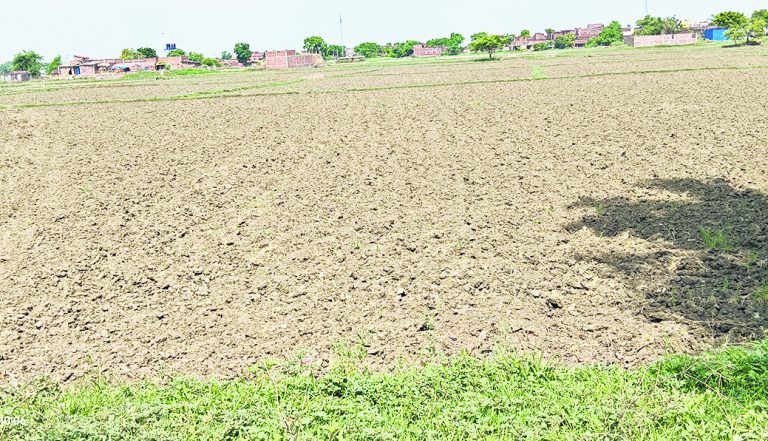 सूखे की आहट से सहमे किसान, खेतों में उड़ रही धूल