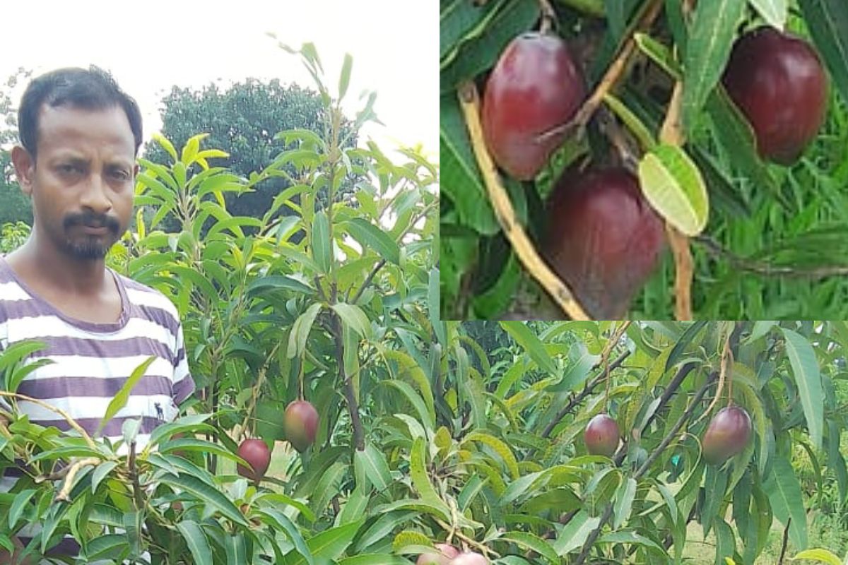 अपने बगीचे में मियाजाकी आम के साथ रंजीत तोपनो