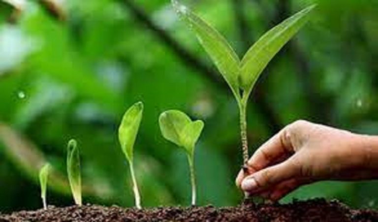 Munger news : 16 लाख पौधों से होगा मुंगेर की धरती का शृंगार, बढ़ेगा हरित आवरण क्षेत्र