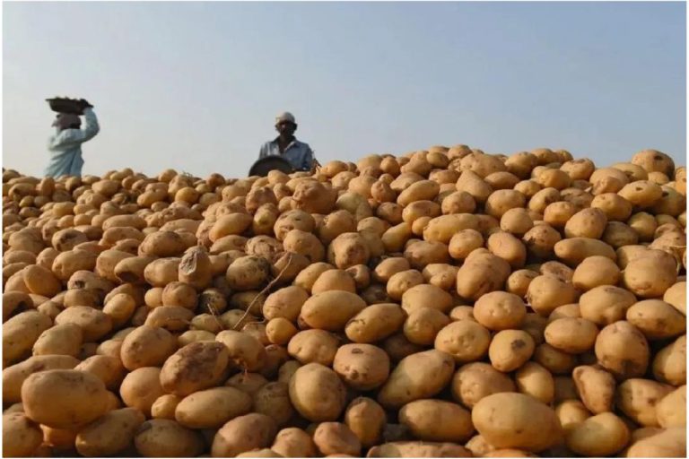 पश्चिम बंगाल : सब्जियों का राजा आलू अब बनेंगे महराजा जाने क्यों…