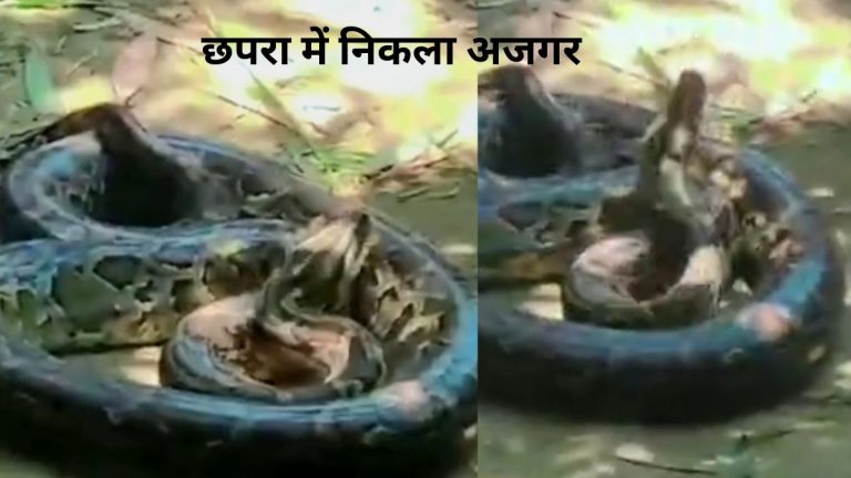 छपरा में बाढ़ के साथ गांव में पहुंचा अजगर, मौके पर पहुंची वन विभाग की टीम ले गई चिड़ियाघर