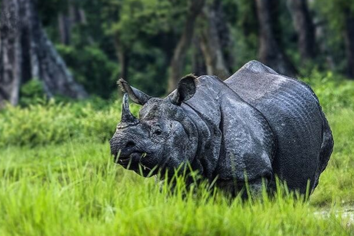 Lataguri Gorumara National Park