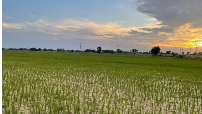 Bihar News: बारिश की कमी से सूख रही धान की फसल, पौधों पर कीट के प्रकोप ने बढ़ायी किसानों की चिंता