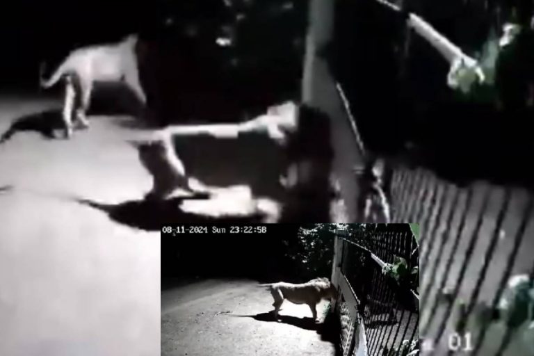 Viral Video : कुत्तों के भौंकने के बाद शेर अपनी शेरनी के साथ भागा