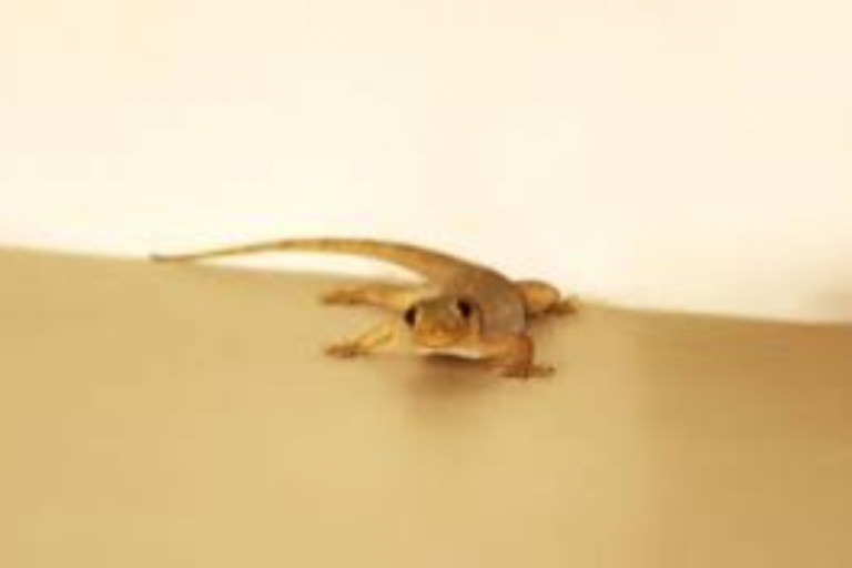 Lizard on Body: दाएं हाथ पर छिपकली गिरने का संकेत शुभ या अशुभ?