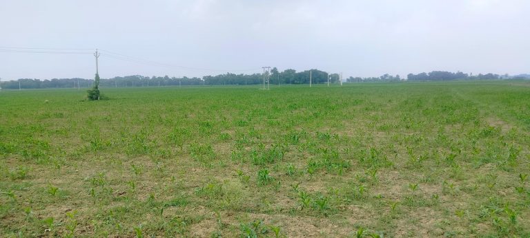 कड़ी धूप से प्रभावित होने लगी है मकई की फसल, चिंतित किसान