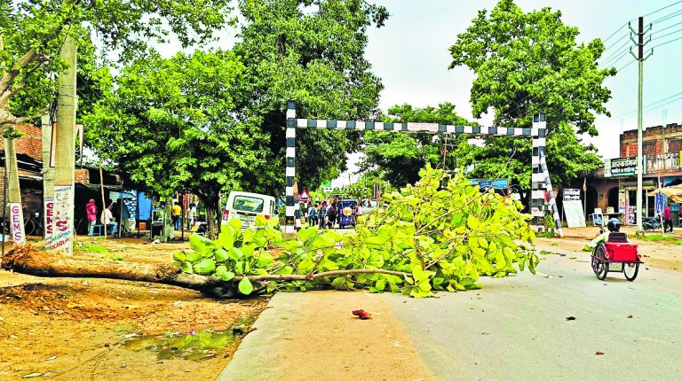 फिर एक पेड़ गिरा मुख्य सड़क पर, बाल-बाल बचे बाइक सवार