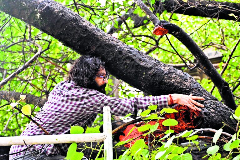 पूरी तरह स्वस्थ है बोधिवृक्ष, फंगस से बचाव को ट्रीटमेंट जारी