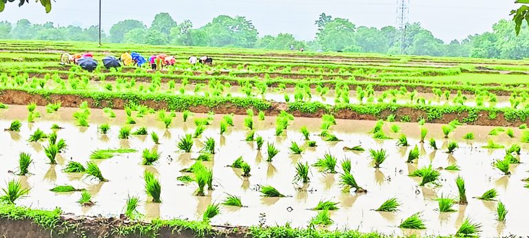 Agriculture News : तीन दिनों की बारिश में सुधरे हालात आधे से अधिक खेतों में हुई धनरोपनी