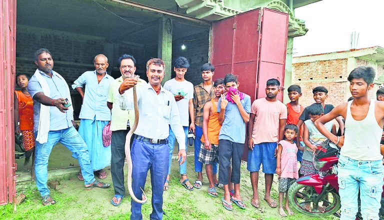फुलवरिया के एक घर में निकले तीन कोबरा सांपों को रेस्क्यू टीम ने पकड़ा