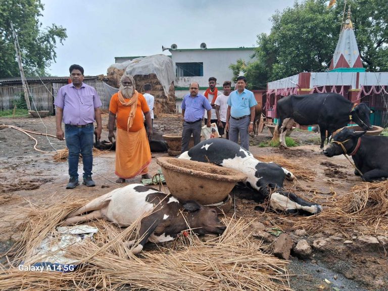 मंदिर परिसर में गिरा तार, करंट से तीन मवेशी मरे