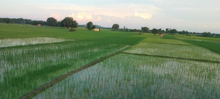 लगातार वर्षा होने से धान के पौधों में लौटी जान, मुस्करा उठे किसान