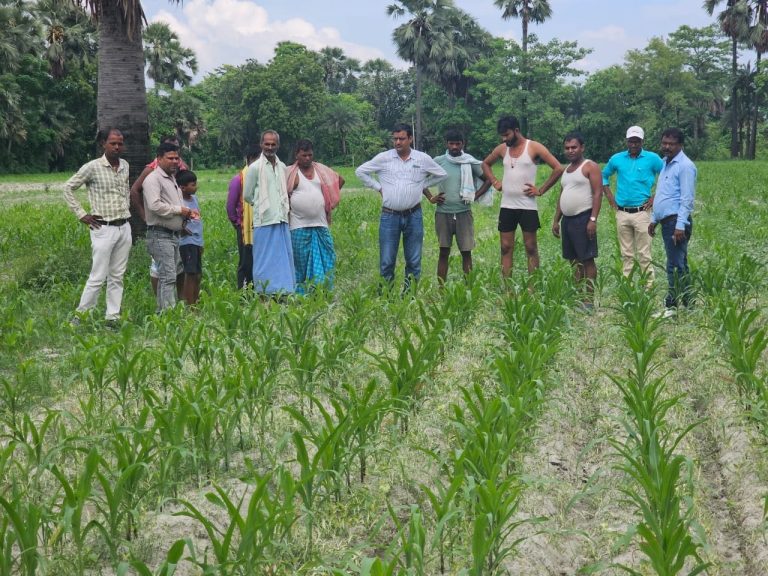 Samastipur News: Cultivation of maize and paddy:मक्का की खेती धान की तुलना में कम खर्चीला : डा जाट