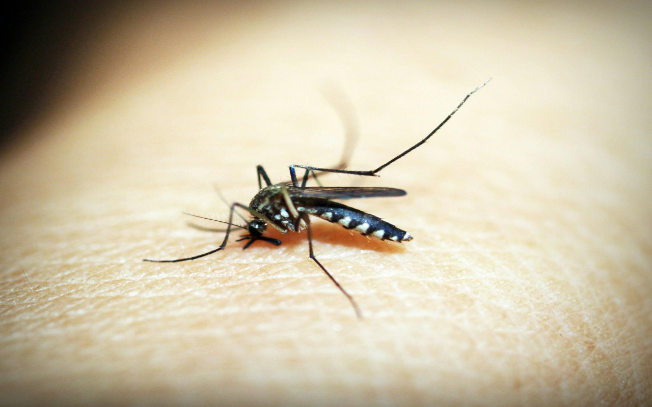 mathura Chikungunya news
