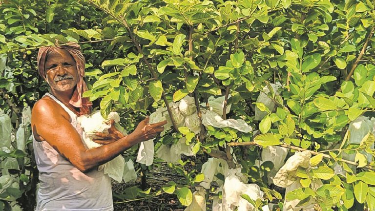 Katihar News : अमरूद की खेती कर लाखों कमा रहे राजवाड़ा के ठाकुर सिंह