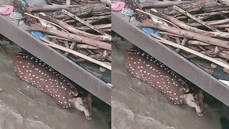 इंडो-नेपाल सीमा: गंडक बराज फाटक में फंसा हिरण, रेस्क्यू के बाद भी नहीं बची जान