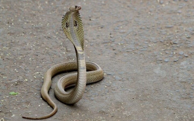 Bhabhua: बेड पर सो रहे युवक को सांप ने काटा, झाड़-फूंक के बाद कराया अस्पताल में भर्ती