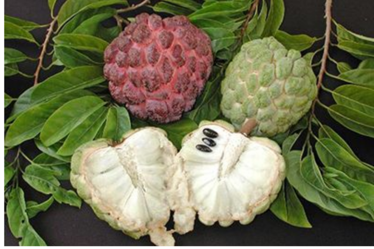 Custard Apple For Healthy Hair:  सीताफल से पाएं बालों की खूबसूरती,जानें इसके फायदे और इस्तेमाल का तरीका