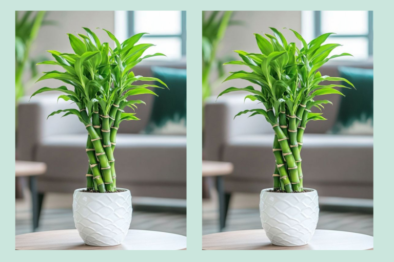 Vastu Benefits of Lucky Bamboo: आपके भाग्य को बदलने की ताकत रखता है ये लकी पौधा