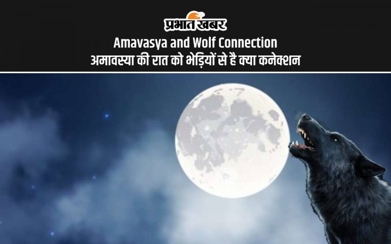 Somvati Amavasya 2024 Wolf Connection: आज है अमावस्या की रात, भेड़ियों का है क्या कनेक्शन, जानें मान्यता