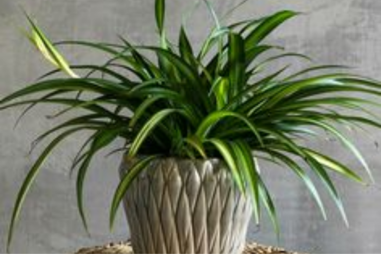 Home Plants Protect Against Pollution:घर में लगे पौधे भी कर सकते है प्रदूषण से बचाव, चुनें इन पौधों को