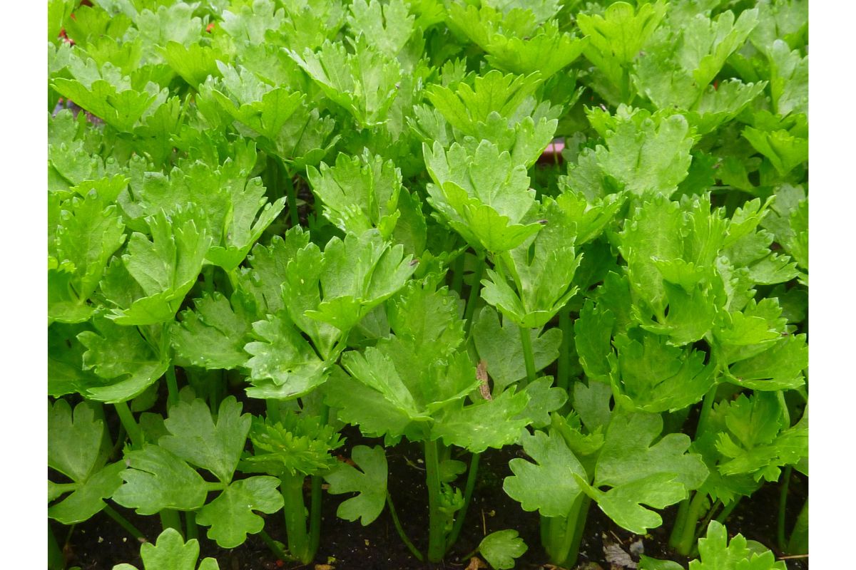 Azwain leaves