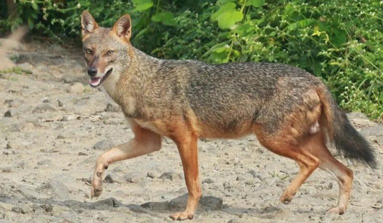 Bihar News: सियार के आतंक से दहशत में बेगुसराय के लोग, दो दिनों में एक दर्जन लोगों को बनाया शिकार