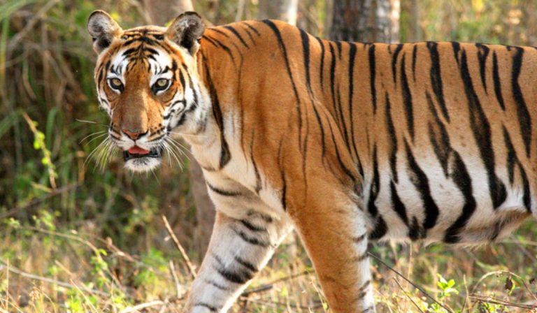 Wildlife:वन्यजीव संरक्षण के लिए तकनीक के व्यापक प्रयोग को बढ़ावा दे रही है सरकार