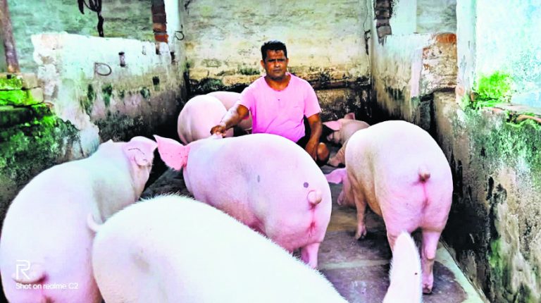 मछली के बाद सूअर पालन में कदम बढ़ाने लगा रोहतास