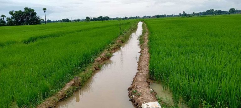धान फसल पर मुसलाधार अमृत वर्षा,  किसानों में उल्लास का वातावरण
