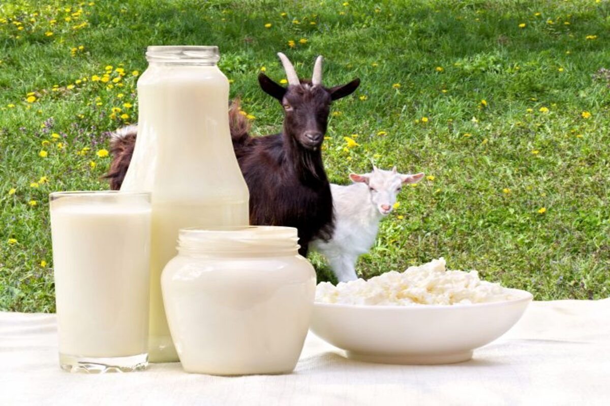 National Milk Day 2024