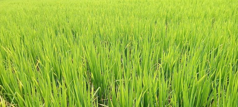 Purnia News : भादो में बादल से पानी नहीं, किसानों की पेशानी से टपक रहा पसीना