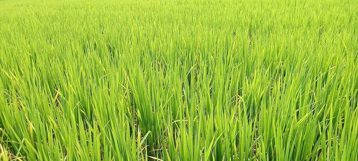 पूर्णिया में बारिश के अभाव में पीली पड़ रही धान की फसल.
