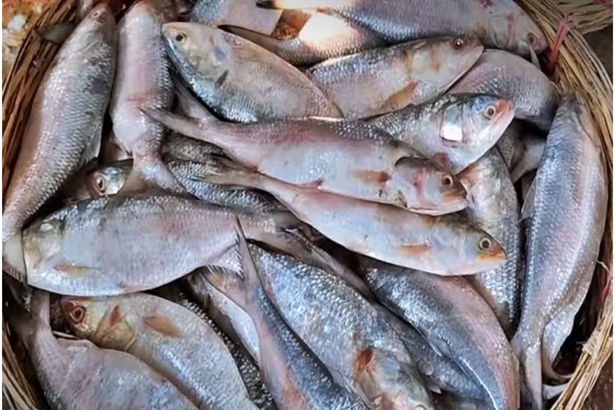 Hilsa Fish