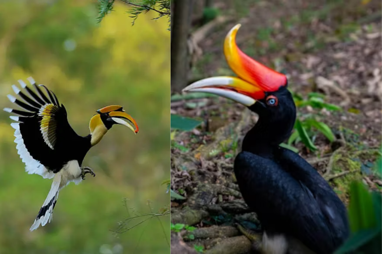 Hornbill Bird: क्या धनेश पक्षी के दर्शन से खुलते हैं भाग्य के द्वार?