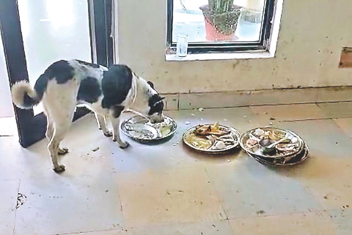 dog licking plates used by sportspersons in jharkhand