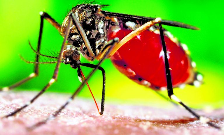 विधाननगर में बढ़ा डेंगू का प्रकोप, एक आइसी समेत 50 से अधिक लोग पीड़ित